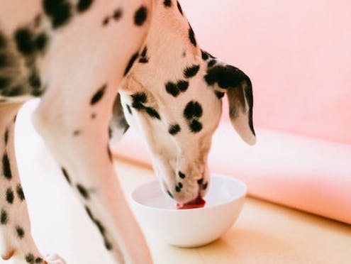 Dehydrierung bei Haustieren