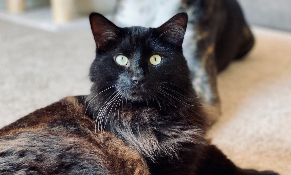 Solltest du einen Health-Tracker für dein Haustier zulegen?