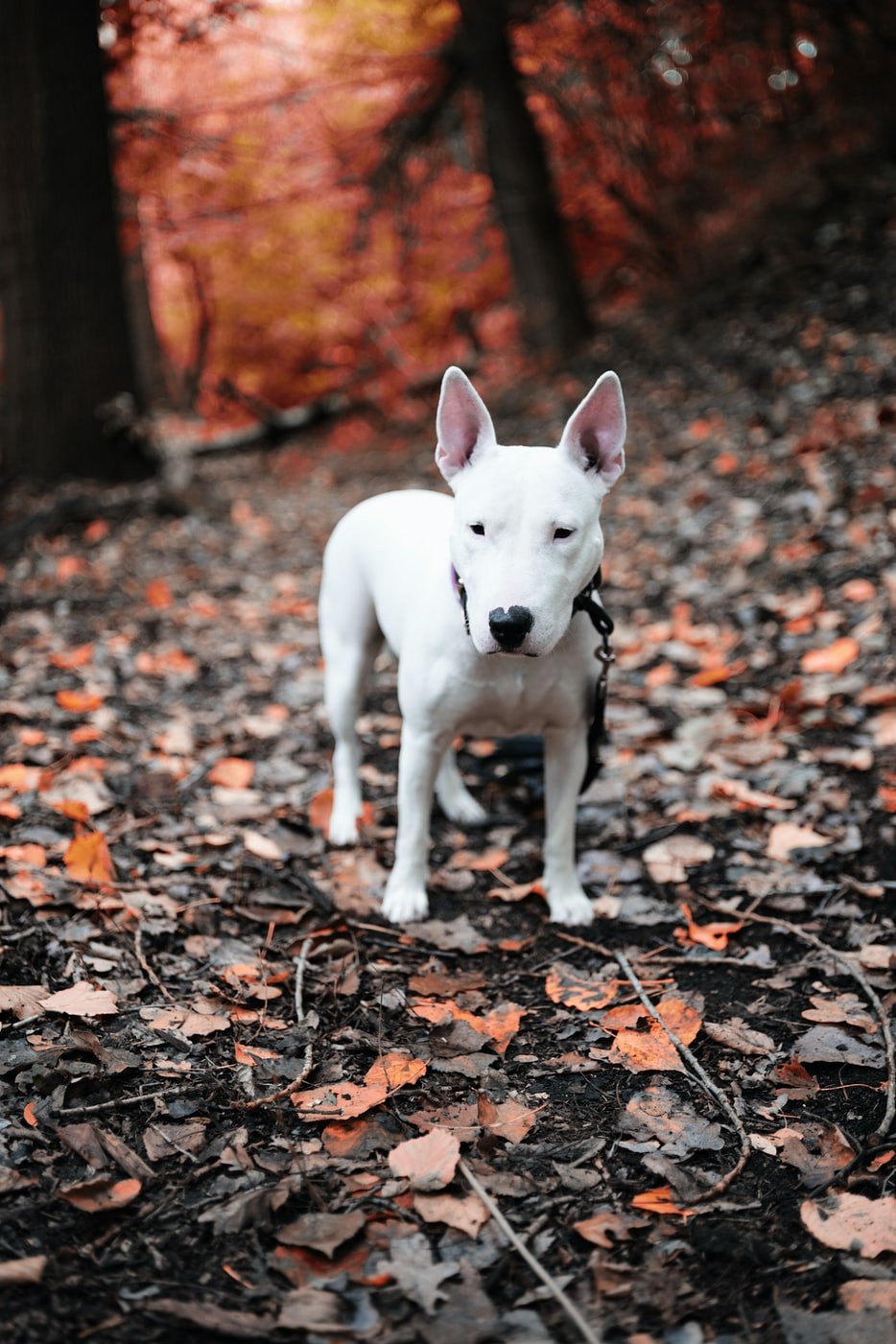 https://images.unsplash.com/photo-1597041294057-985b1b64dda5?ixid=MnwxMjA3fDB8MHxwaG90by1wYWdlfHx8fGVufDB8fHx8&ixlib=rb-1.2.1&auto=format&fit=crop&w=934&q=80