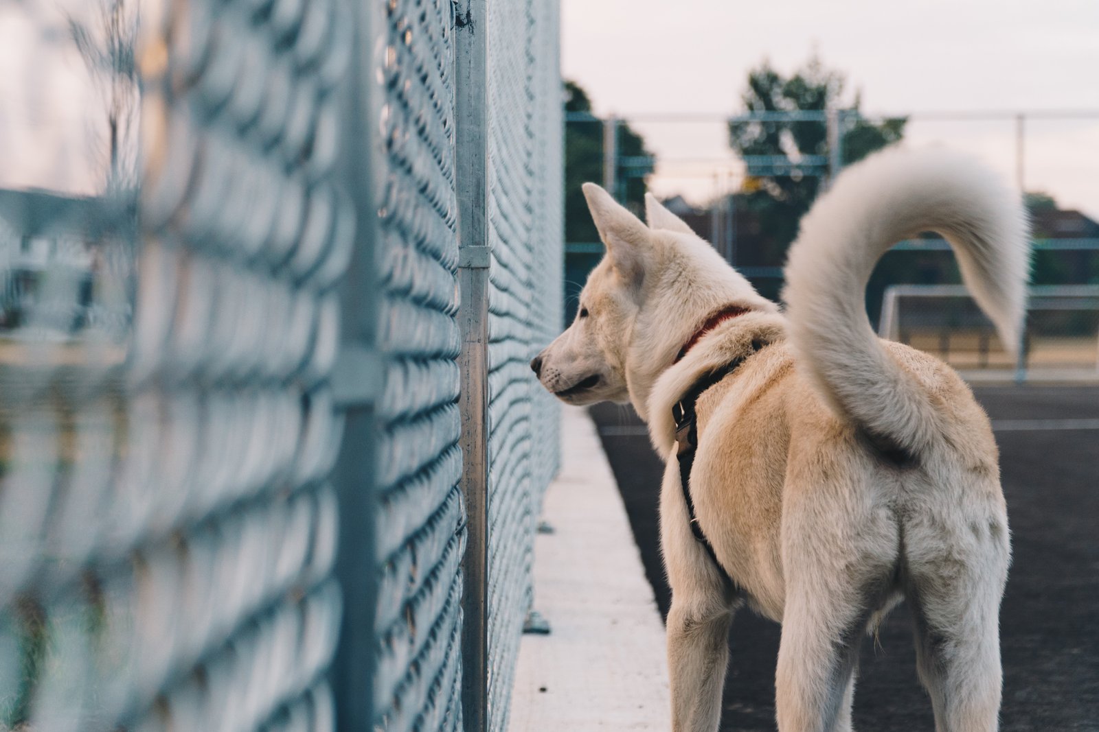 https://images.unsplash.com/photo-1533047612006-d683a56108d3?ixlib=rb-1.2.1&q=85&fm=jpg&crop=entropy&cs=srgb