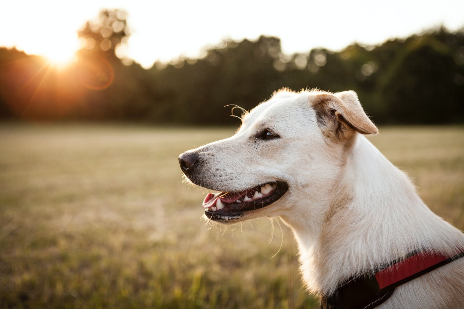 https://images.unsplash.com/photo-1532362996300-fbce5a30bd6d?ixlib=rb-1.2.1&q=85&fm=jpg&crop=entropy&cs=srgb