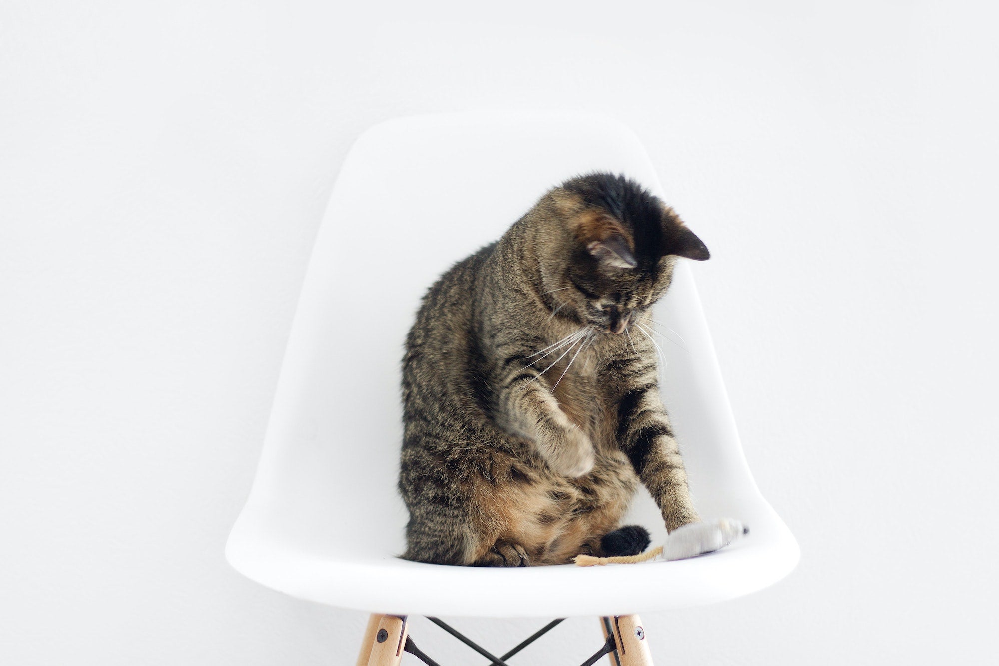 10 Tipps, um das Leben deiner Hauskatze spannender zu gestalten