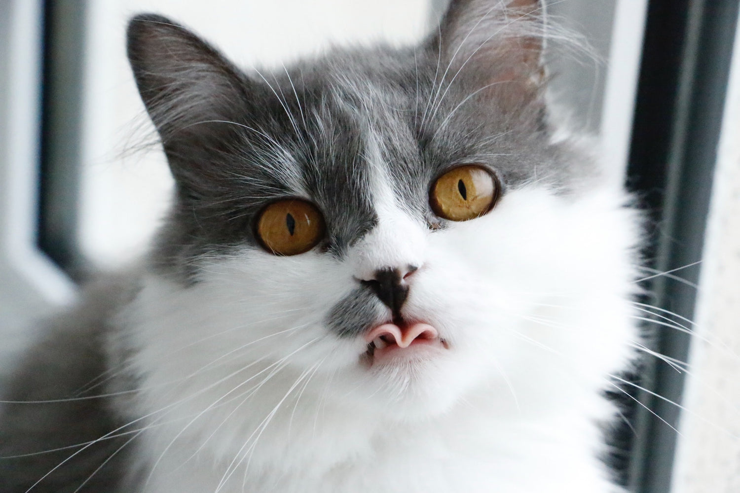 10 interessante Fakten über Katzen