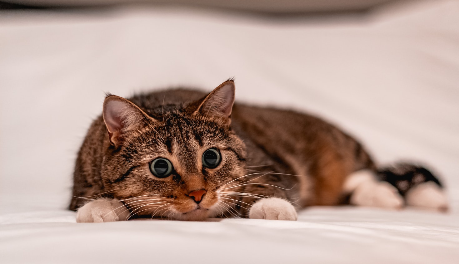 6 Spielideen für Katzen