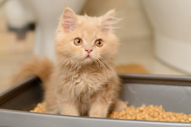 Alles, was du über FLUTD (Erkrankung der unteren Harnwege bei der Katze) wissen solltest