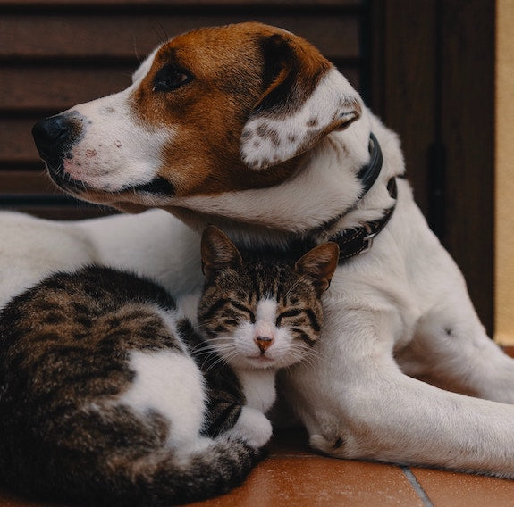 So findest du heraus, welches Haustier zu dir passt! (Hund oder Katze)