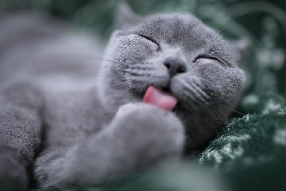 Häufige Krankheiten bei Katzen