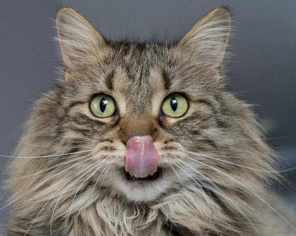 7 Lebensmittel, die auch deiner Katzen schmecken könnten (aber nur in geringen Mengen)