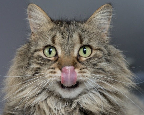 7 Lebensmittel, die auch deiner Katzen schmecken könnten (aber nur in geringen Mengen)