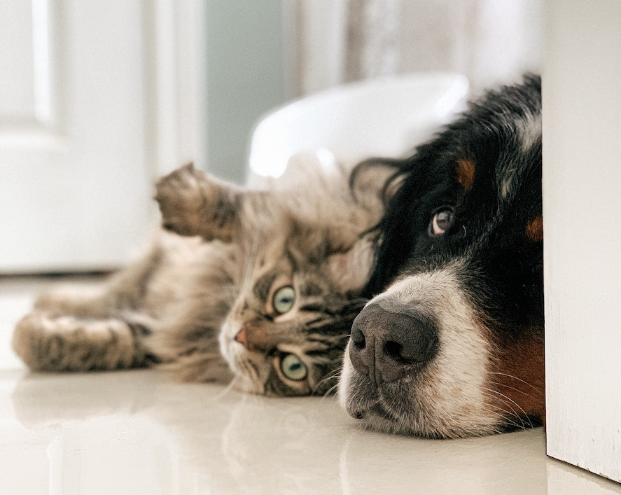 Übergewicht bei Katzen - Zahlen, Fakten und Tipps