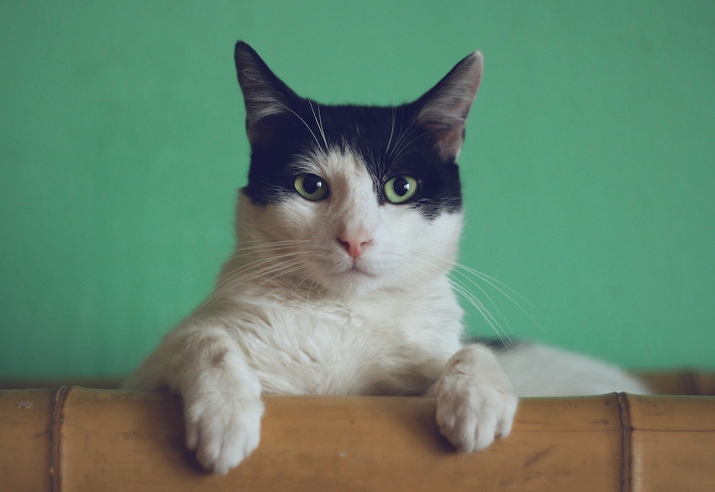 So bleibt deine Katze fit! Übungen für deinen Vierbeiner