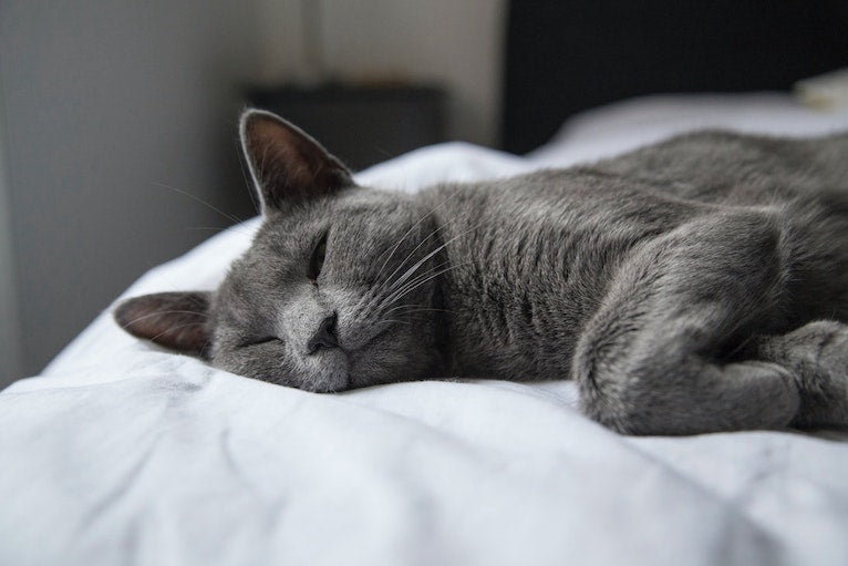 Die 8 Katzenrassen für Allergiker