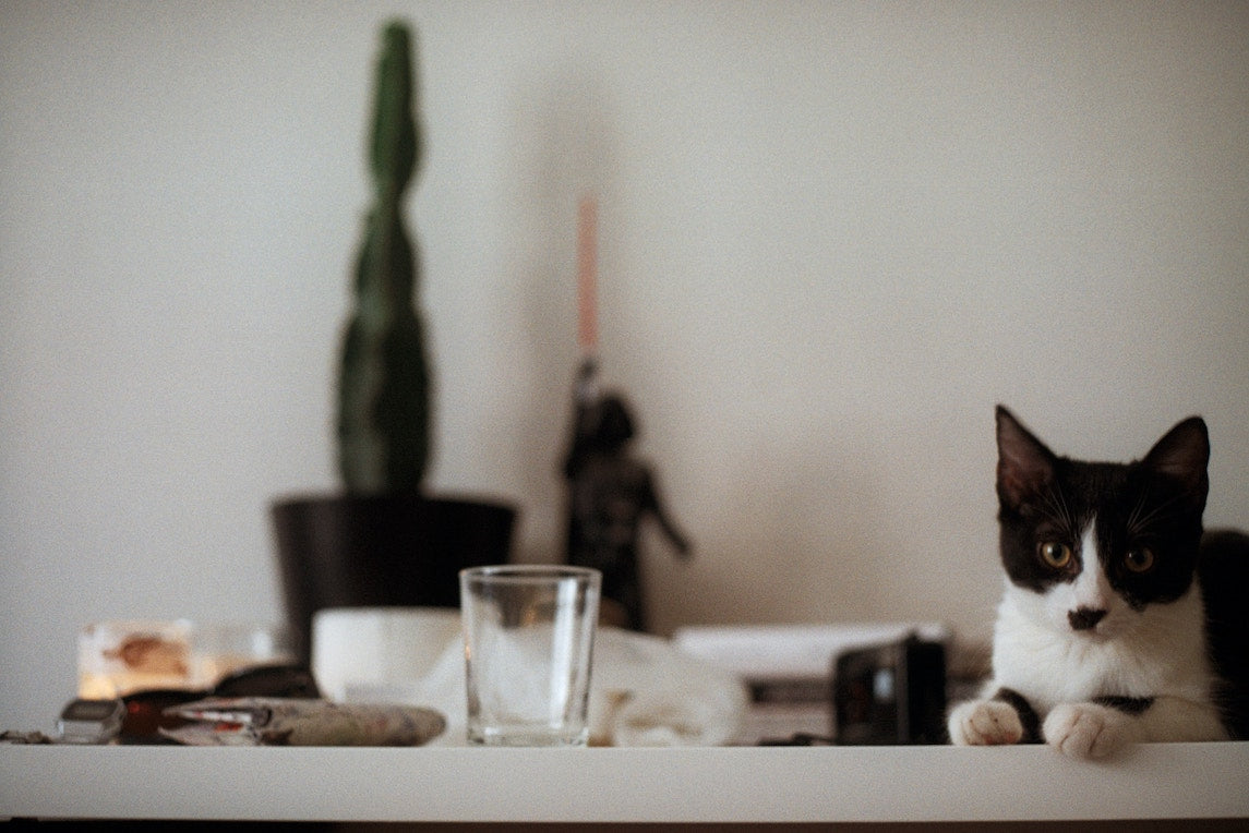 8 Lebensmittel, die deiner Katze schaden könnten