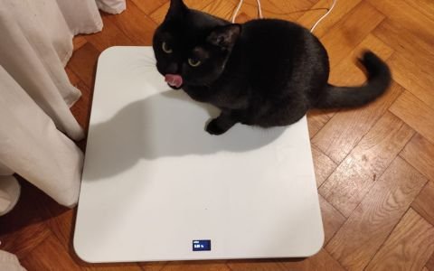 Schwarze Katze auf Feniska Base