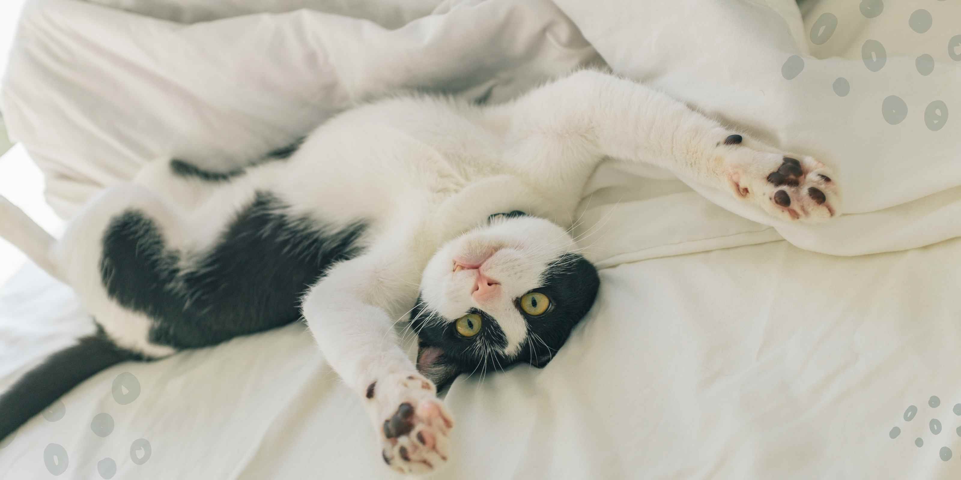Schwarz weiß Katze liegt auf dem Rücken