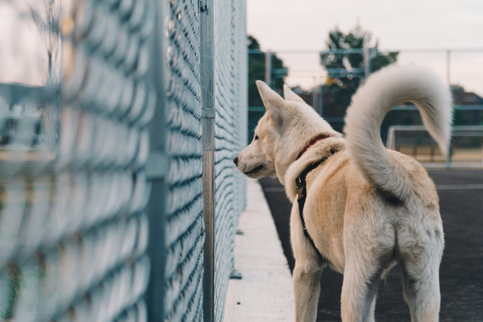 https://images.unsplash.com/photo-1533047612006-d683a56108d3?ixlib=rb-1.2.1&q=85&fm=jpg&crop=entropy&cs=srgb