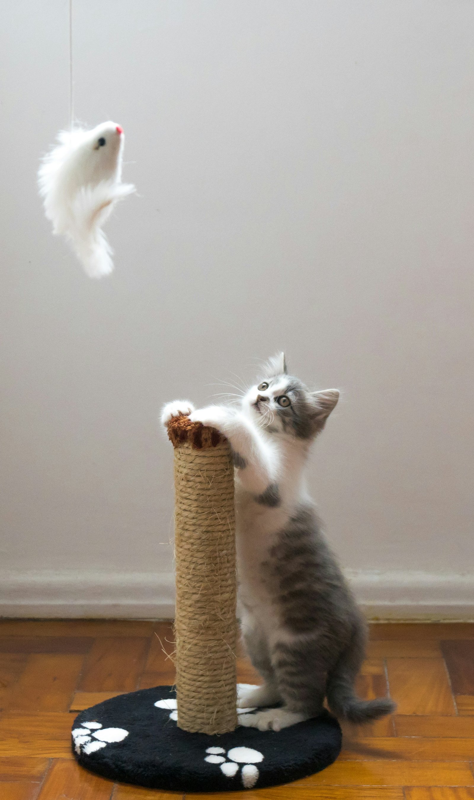 https://images.unsplash.com/photo-1545249390-6bdfa286032f?ixid=MnwxMjA3fDB8MHxwaG90by1wYWdlfHx8fGVufDB8fHx8&ixlib=rb-1.2.1&auto=format&fit=crop&w=1497&q=80