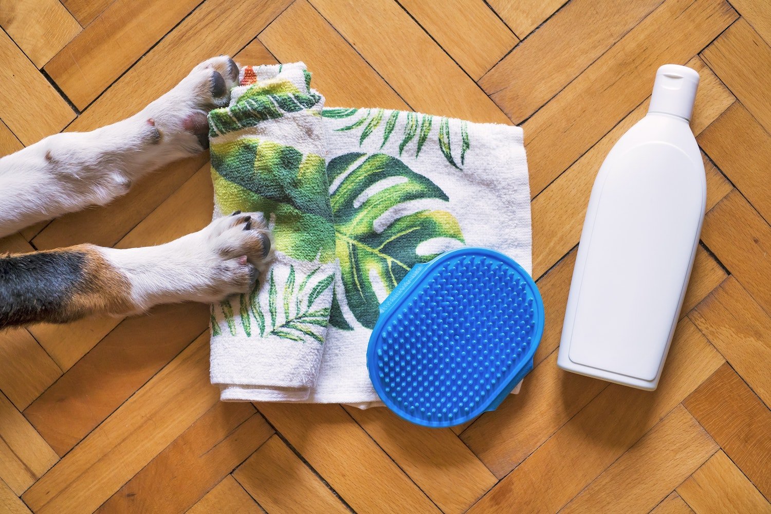 5 Tipps zum Baden von Hunden, die dein Leben einfacher machen