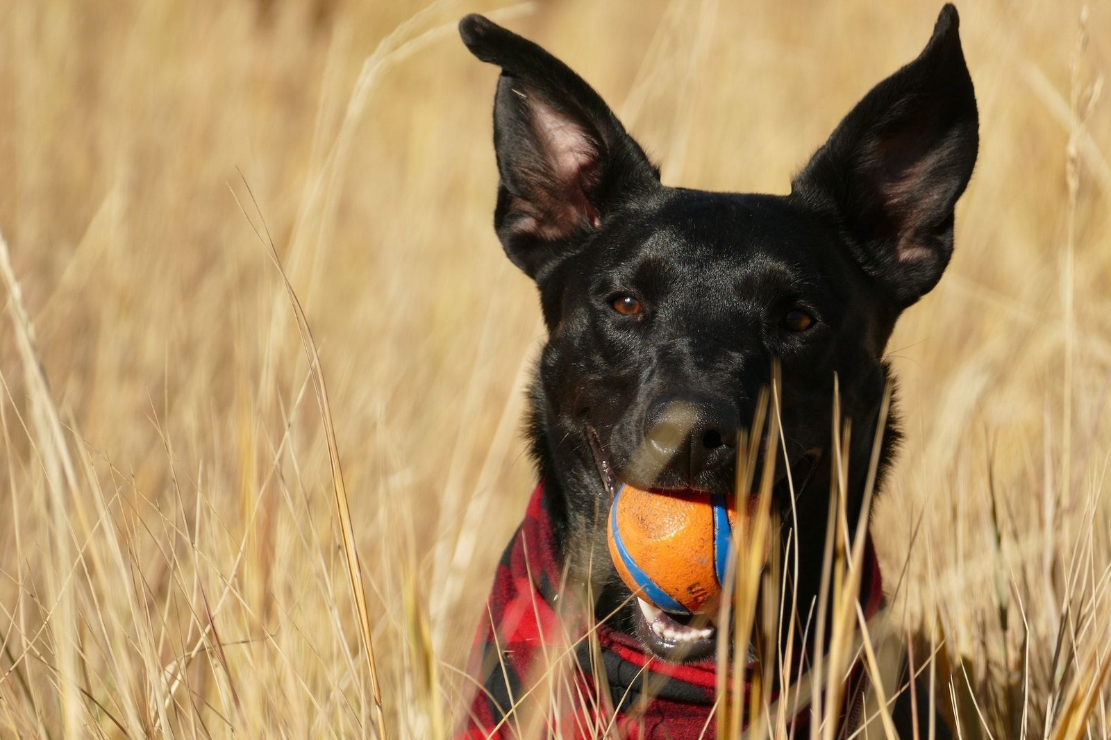 6 Spielideen für deinen Hund