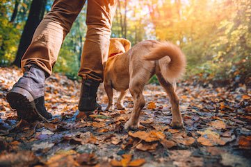 Wandern mit Hund