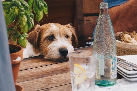 8 Lebensmittel für Menschen, die schlecht für Hunde sind und warum