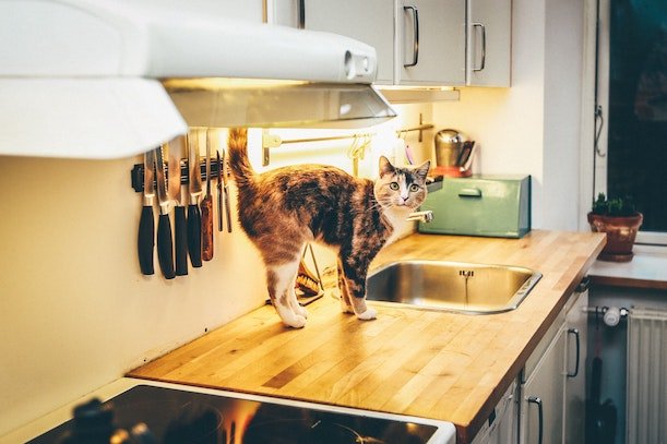 Katzenfutter Ratgeber - Ein Überblick zum Thema Katzenfutter